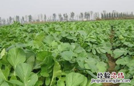 越夏萝卜高产种植技术 越夏萝卜高产种植技术要点