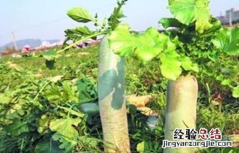 越夏萝卜高产种植技术 越夏萝卜高产种植技术要点