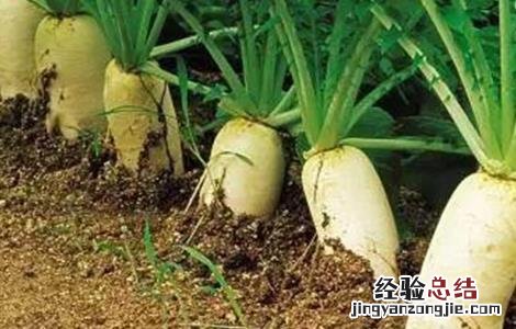 越夏萝卜高产种植技术 越夏萝卜高产种植技术要点