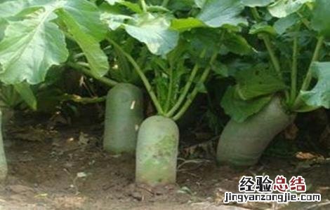 越夏萝卜高产种植技术 越夏萝卜高产种植技术要点