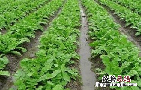 越夏萝卜高产种植技术 越夏萝卜高产种植技术要点