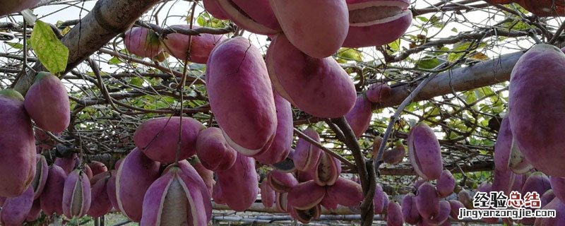 八月瓜什么时候成熟采摘 八月瓜什么时候成熟