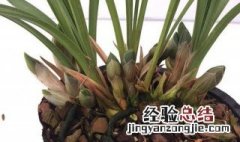 松树皮可以种哪些花 松树皮可以种哪些花草