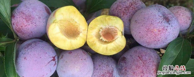 五月脆李品种介绍 五月脆李产量