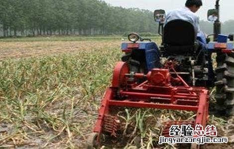 大蒜收获期注意事项有哪些 大蒜收获期注意事项