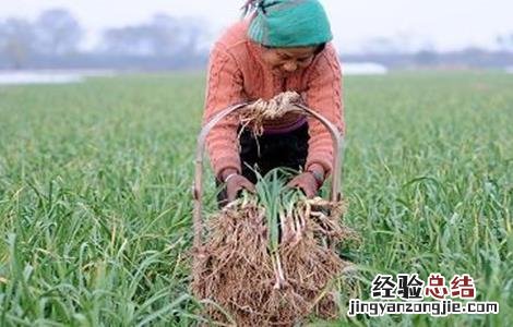 大蒜收获期注意事项有哪些 大蒜收获期注意事项