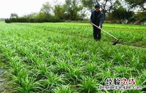 夏季种植韭菜注意事项视频 夏季种植韭菜注意事项
