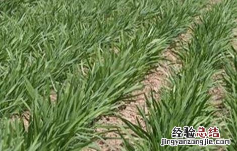 夏季种植韭菜注意事项视频 夏季种植韭菜注意事项