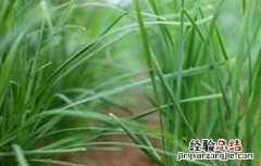 夏季种植韭菜注意事项视频 夏季种植韭菜注意事项