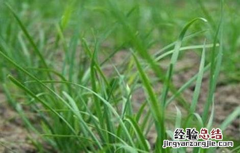 夏季种植韭菜注意事项视频 夏季种植韭菜注意事项
