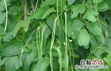 豇豆定植后如何管理种子 豇豆定植后如何管理