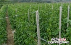豇豆定植后如何管理种子 豇豆定植后如何管理