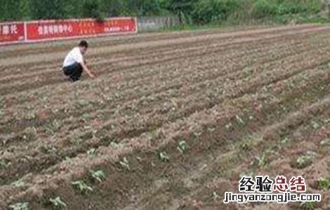 豇豆定植后如何管理种子 豇豆定植后如何管理