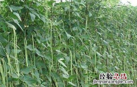 豇豆定植后如何管理种子 豇豆定植后如何管理