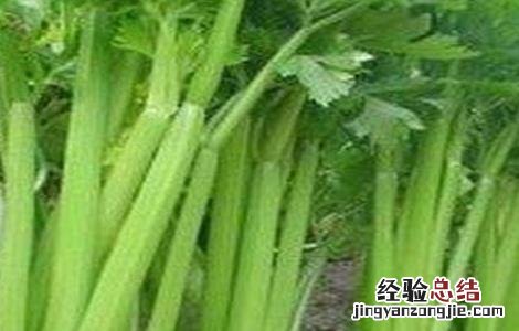 西芹的田间管理方法视频 西芹的田间管理方法
