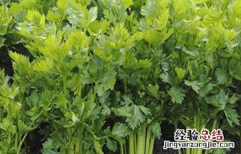 西芹的田间管理方法视频 西芹的田间管理方法