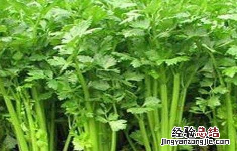 西芹的田间管理方法视频 西芹的田间管理方法