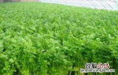 西芹种植技术和管理 西芹种植技术
