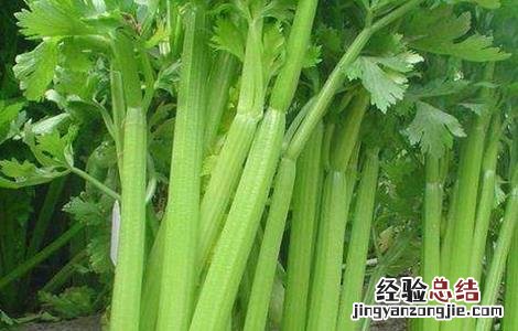 西芹种植技术和管理 西芹种植技术