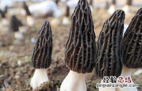 羊肚菌种植常见问题分析 羊肚菌种植失败案例