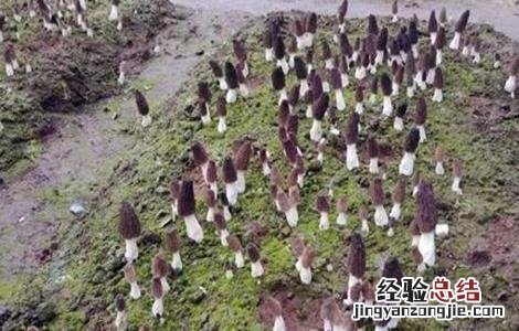 羊肚菌种植常见问题分析 羊肚菌种植失败案例