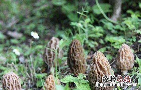 羊肚菌种植常见问题分析 羊肚菌种植失败案例