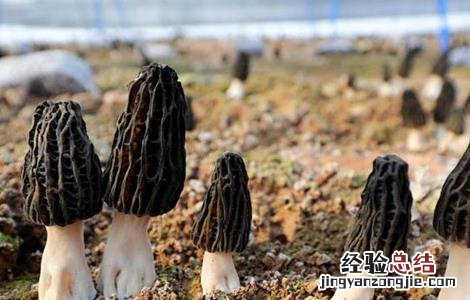 羊肚菌种植常见问题分析 羊肚菌种植失败案例