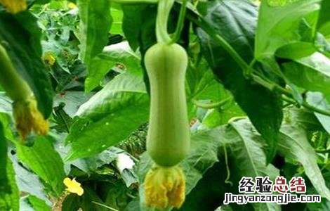 夏季种植丝瓜注意事项 夏季种植丝瓜注意事项视频