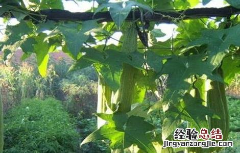 夏季种植丝瓜注意事项 夏季种植丝瓜注意事项视频