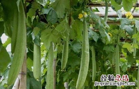 夏季种植丝瓜注意事项 夏季种植丝瓜注意事项视频