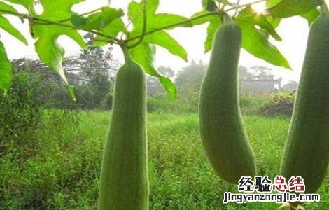 夏季种植丝瓜注意事项 夏季种植丝瓜注意事项视频