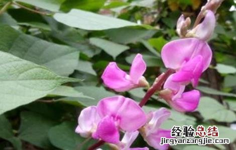 扁豆花期落花防治措施 扁豆花期落花防治措施有哪些