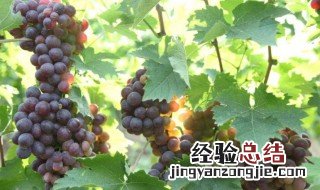 猕猴桃和葡萄能一起吃么 猕猴桃和葡萄可以一起吃吗