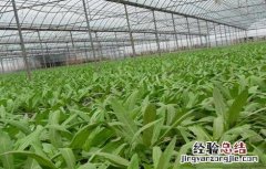 油麦菜的田间管理技术与管理 油麦菜的田间管理技术