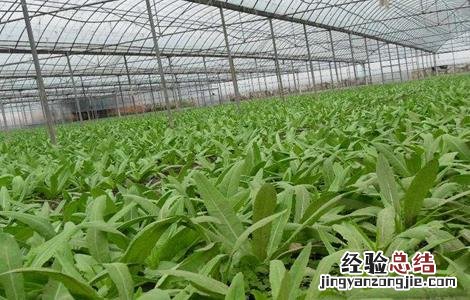 油麦菜的田间管理技术与管理 油麦菜的田间管理技术