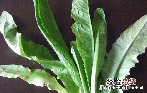 油麦菜的田间管理技术与管理 油麦菜的田间管理技术