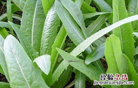 油麦菜的田间管理技术与管理 油麦菜的田间管理技术
