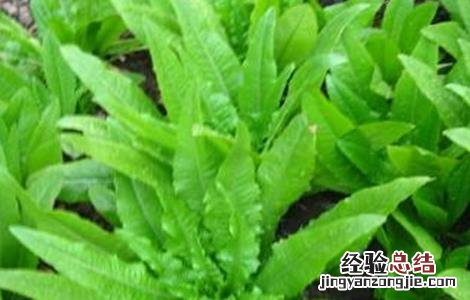 油麦菜的田间管理技术与管理 油麦菜的田间管理技术