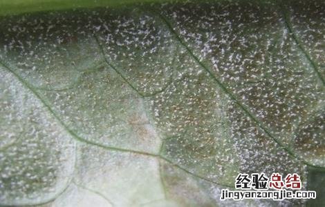 油麦菜的田间管理技术与管理 油麦菜的田间管理技术