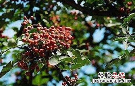 花椒落花落果防治措施 花椒落花落果防治措施
