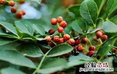 花椒落花落果防治措施 花椒落花落果防治措施