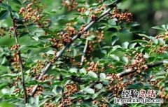 花椒落花落果防治措施 花椒落花落果防治措施