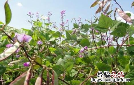 扁豆的施肥技术视频 扁豆的施肥技术