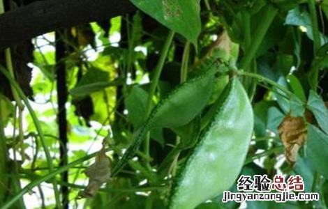 扁豆的施肥技术视频 扁豆的施肥技术