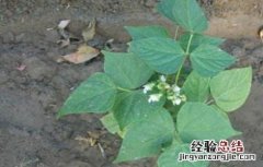 扁豆的施肥技术视频 扁豆的施肥技术