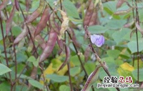 扁豆的施肥技术视频 扁豆的施肥技术
