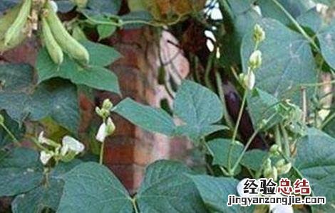 扁豆的施肥技术视频 扁豆的施肥技术