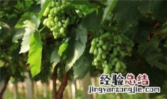 葡萄挂果后如何施肥呢 葡萄挂果后如何施肥
