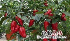 种植的朝天椒什么时候收获 朝天椒什么时候采收