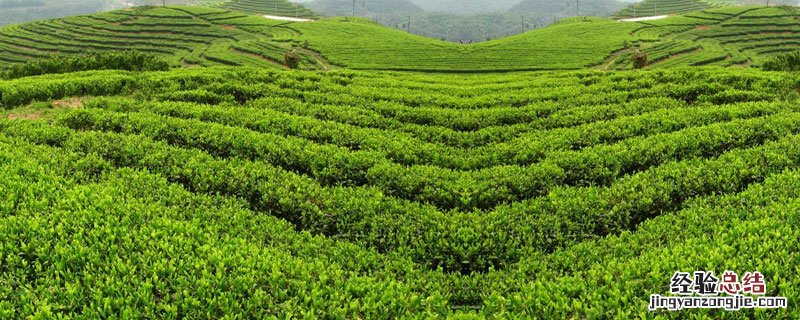 什么茶叶适合煮着喝 适合煮的茶叶